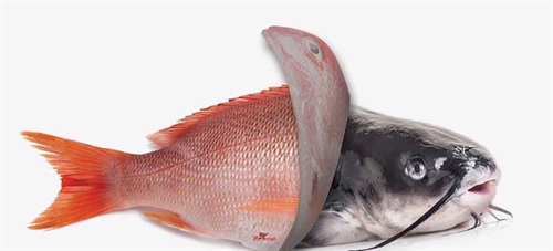 مزیت های خرید آنلاین ماهی و میگو تازه