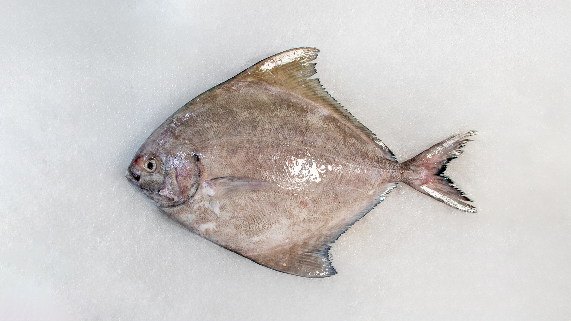 ماهی حلوا سیاه