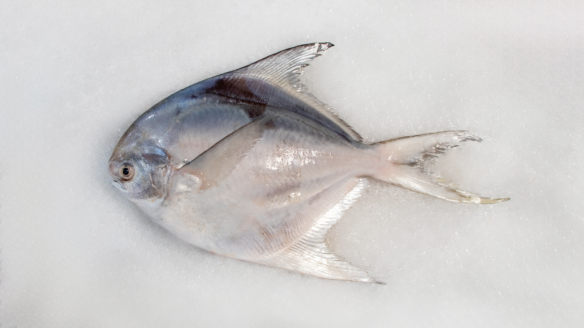 ماهی حلوا سفید