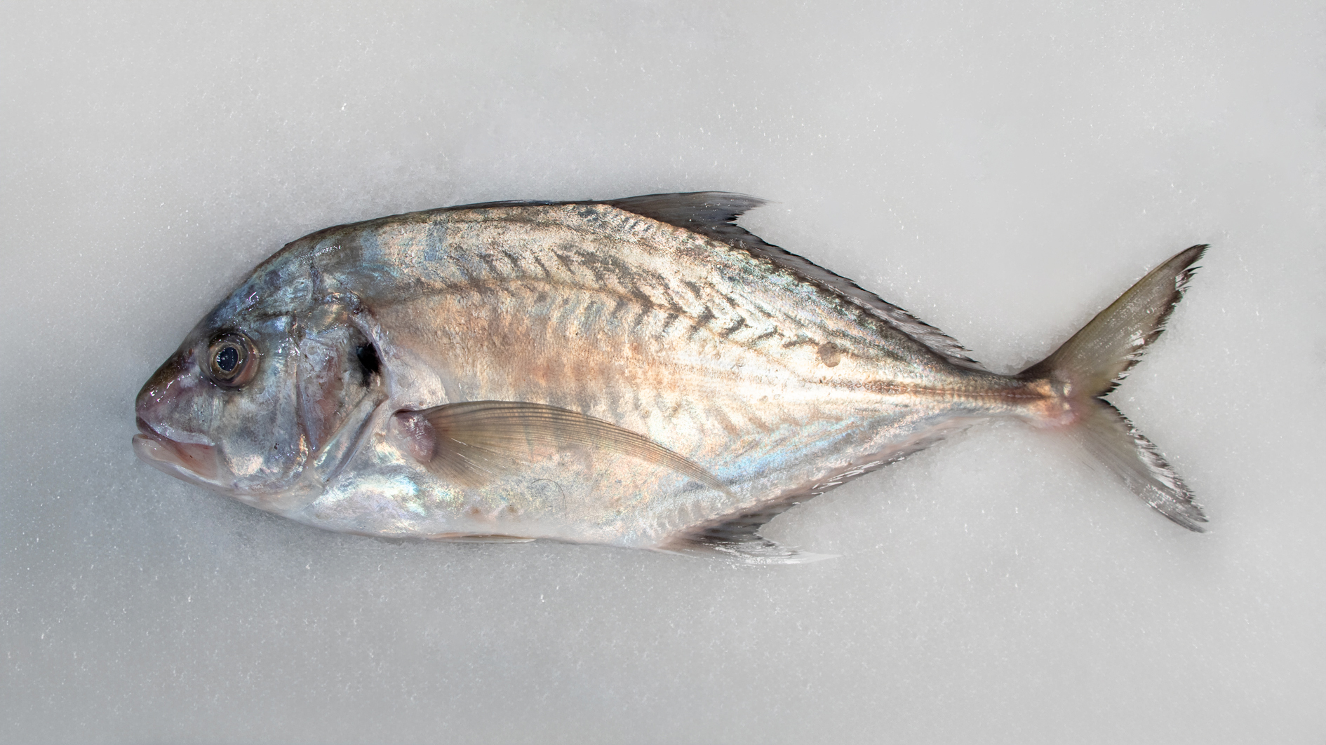 ماهی مقوا سفید