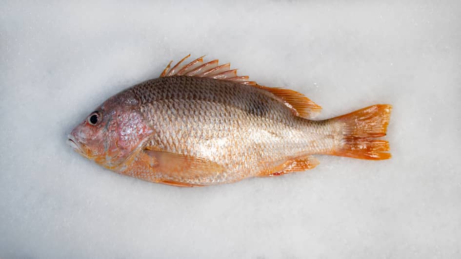 ماهی سرخو محلی
