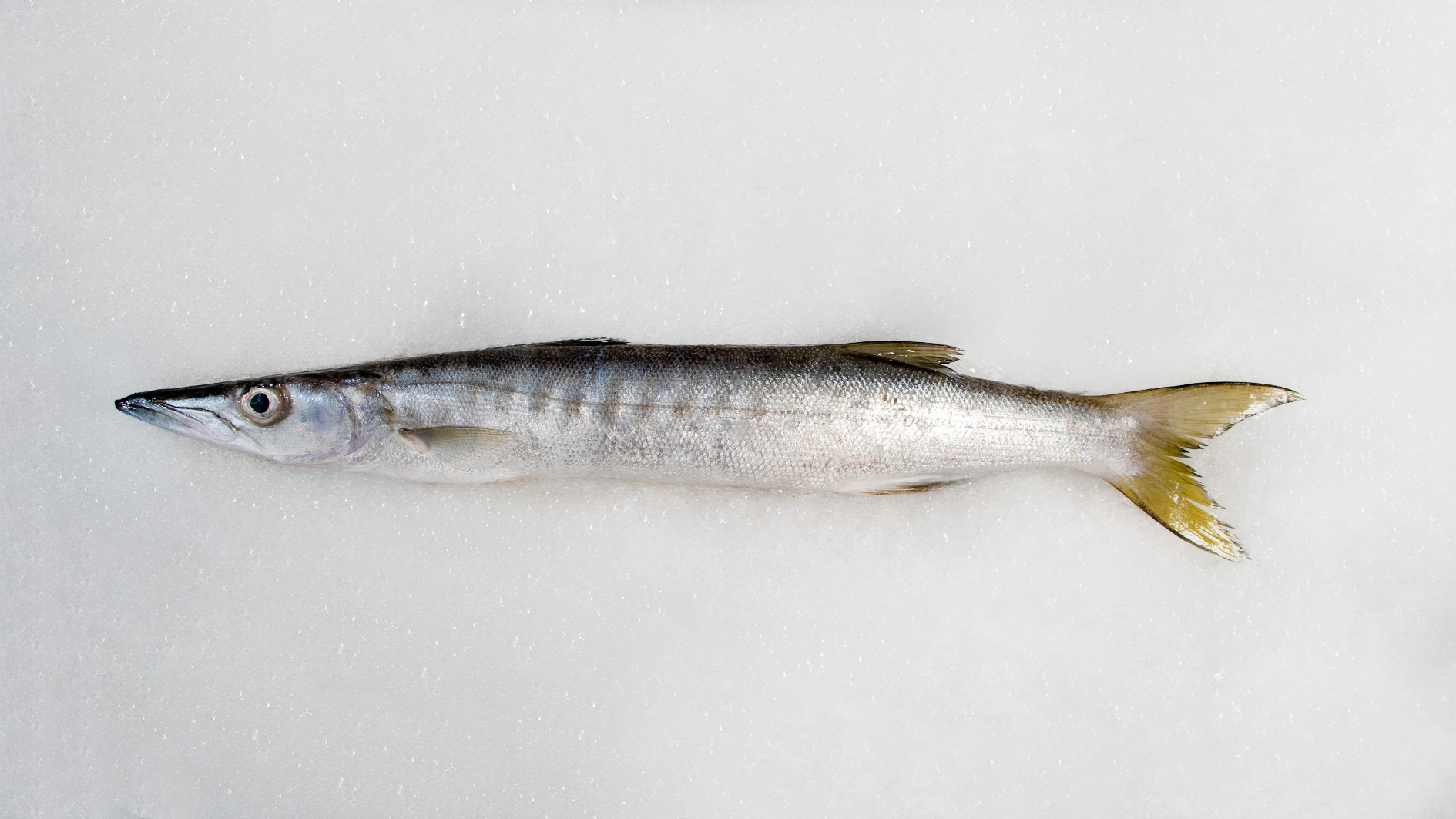 ماهی کوتر دم زرد