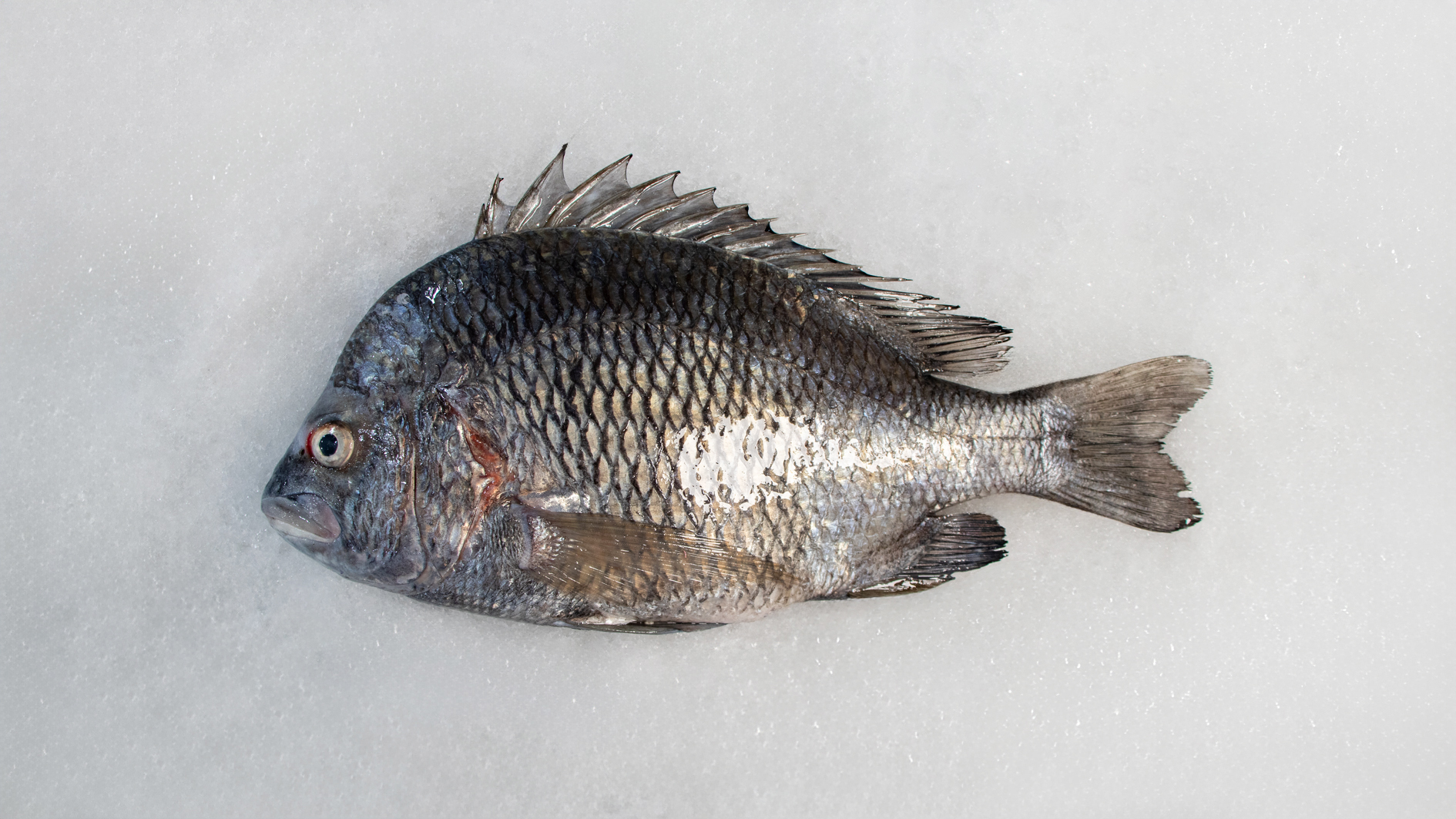 ماهی گر سیاه