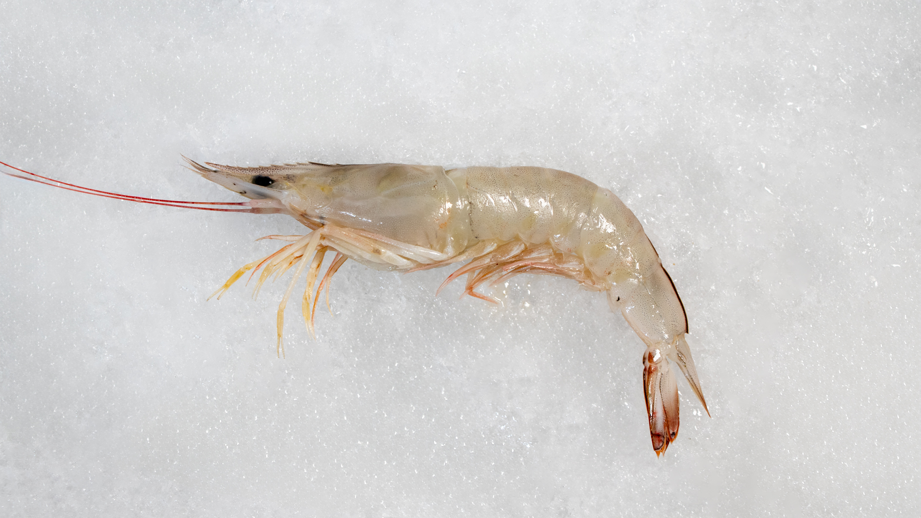 میگو سرتیز(میگو پلویی) دریایی