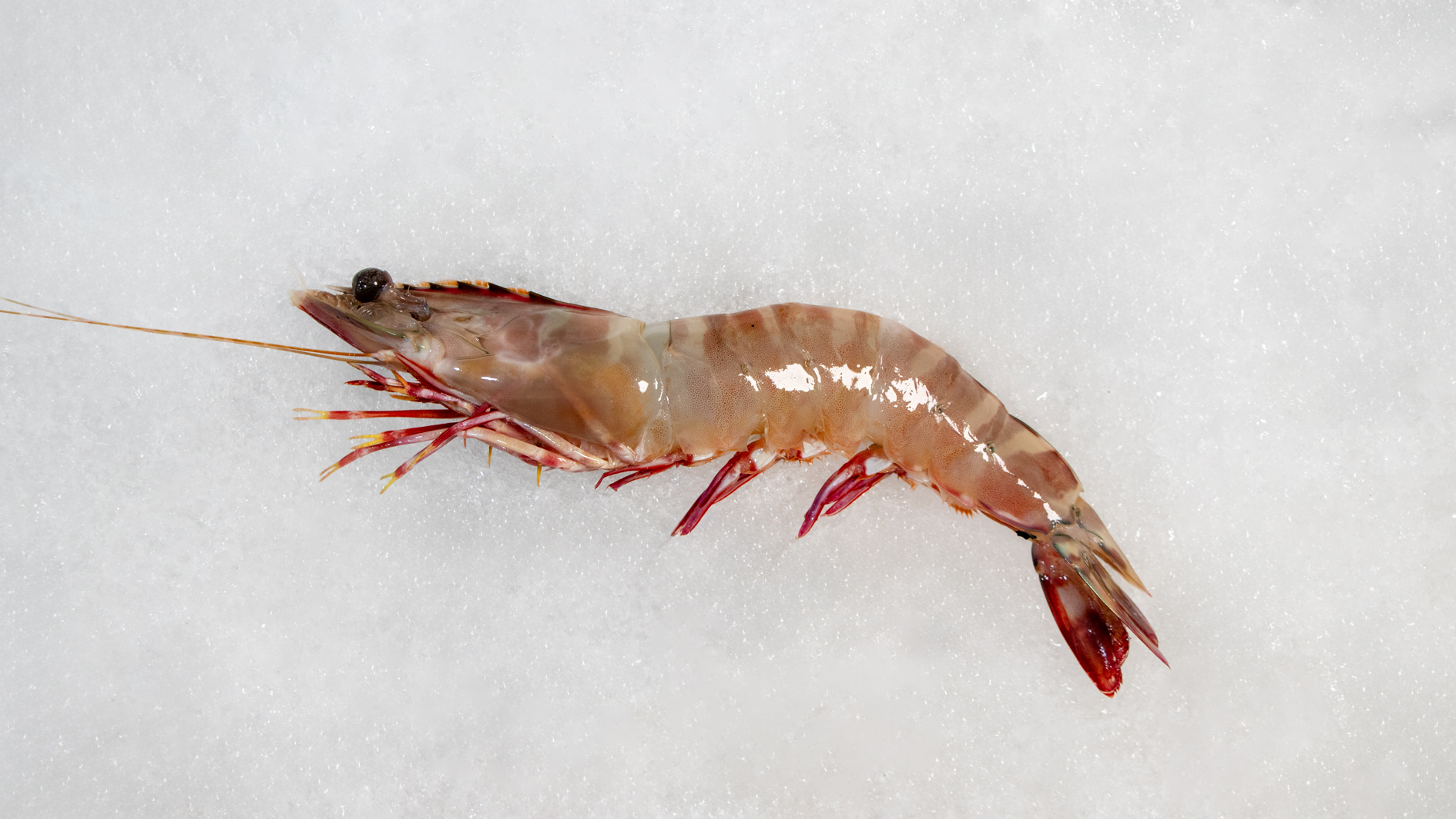 میگو سره ببری دریایی